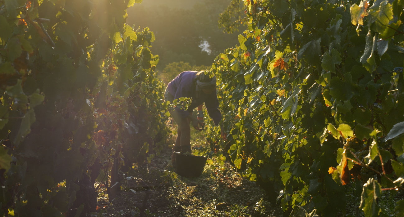 Vendanges 2025 au domaine Fiona Leroy